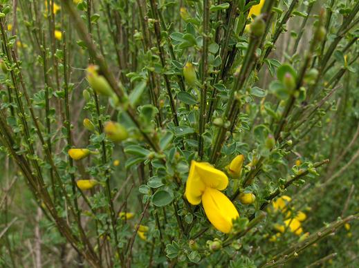 Cytisus scoparius / Citiso scopario